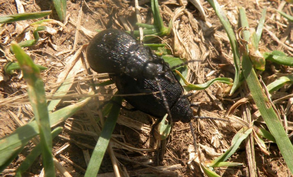 Dal PN del Pollino: Galeruca sp. (Chrysomelidae)